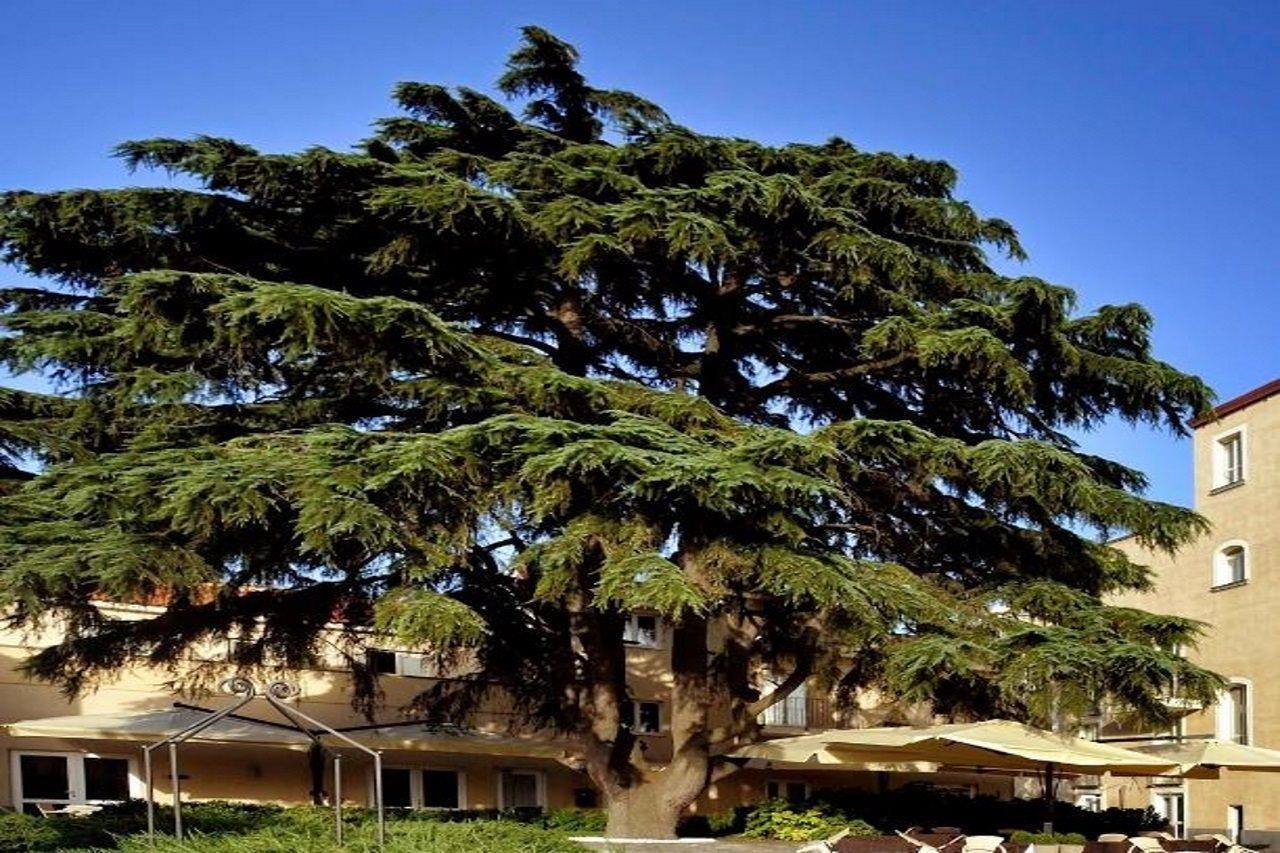Relais Villa Buonanno Cercola Exterior foto